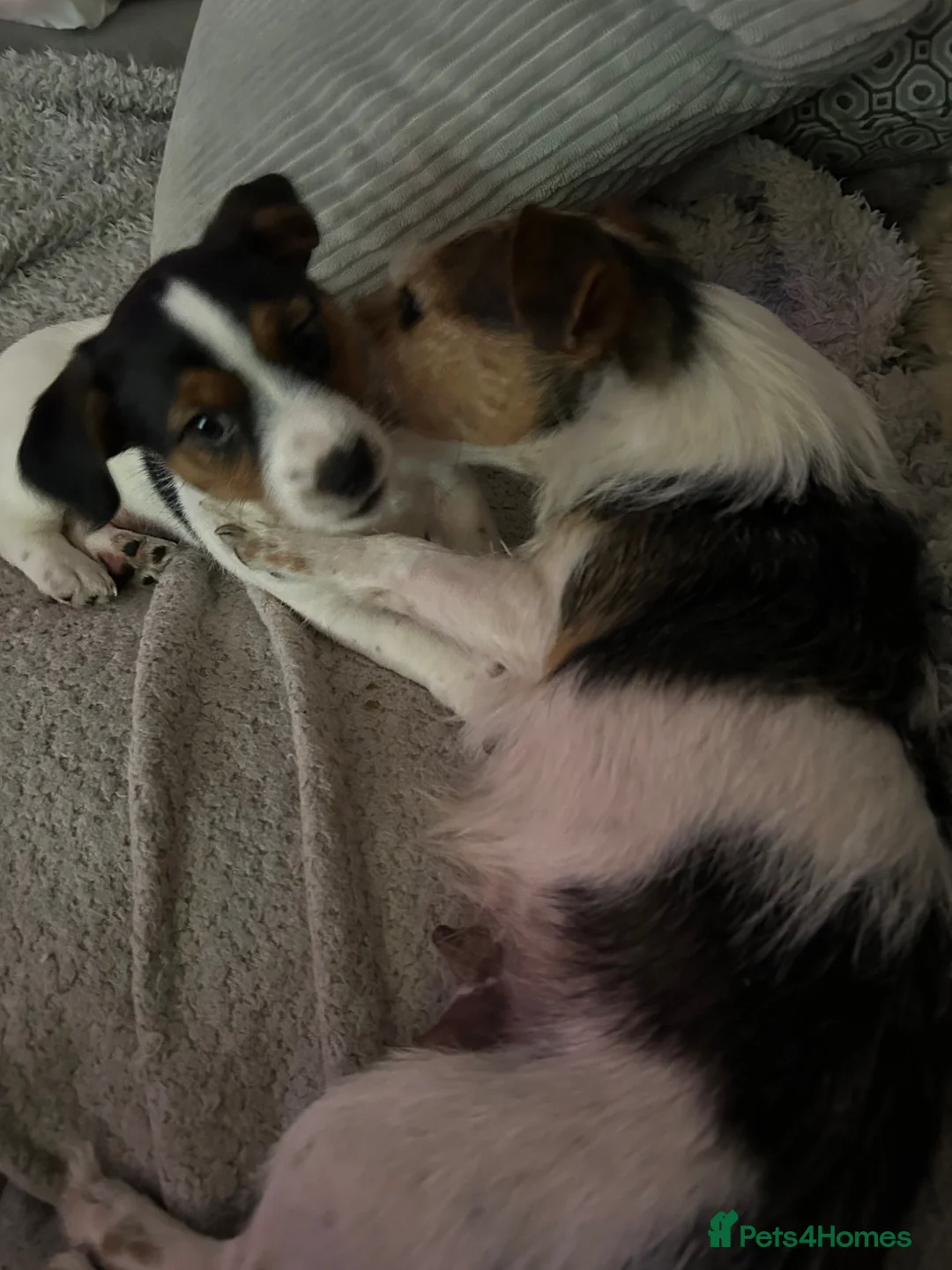 Jack Russell dogs for sale: Jack Russell  - Advert 1