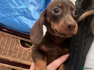Dachshund dogs Miniature dachshund female - Advert 9