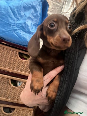 Dachshund dogs Miniature dachshund female - Advert 16