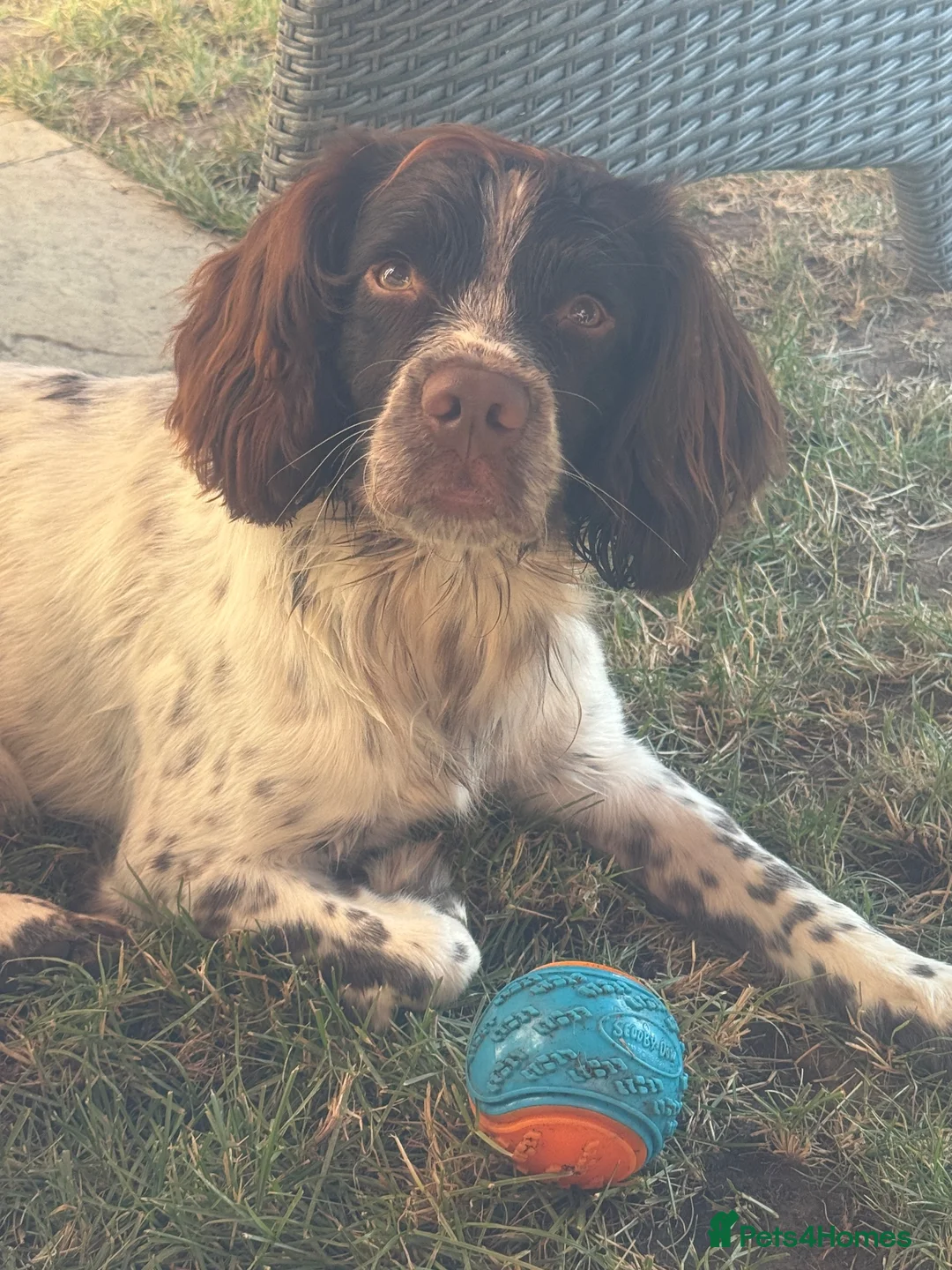 English Springer Spaniel dogs for stud: KC registered English Springer spaniel for stud - Advert 2
