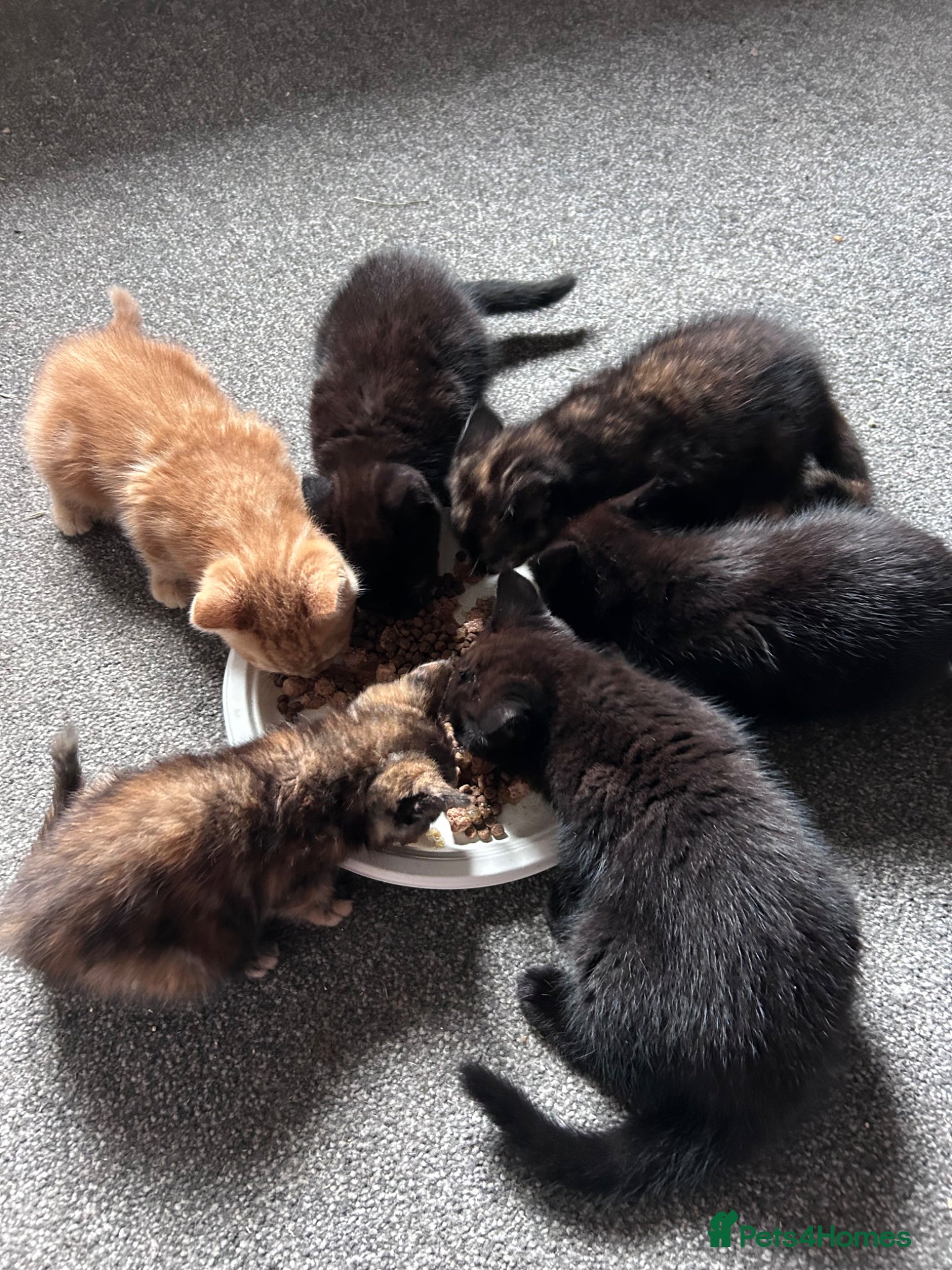 Mixed Breed cats for sale: Six kittens  - Advert 6