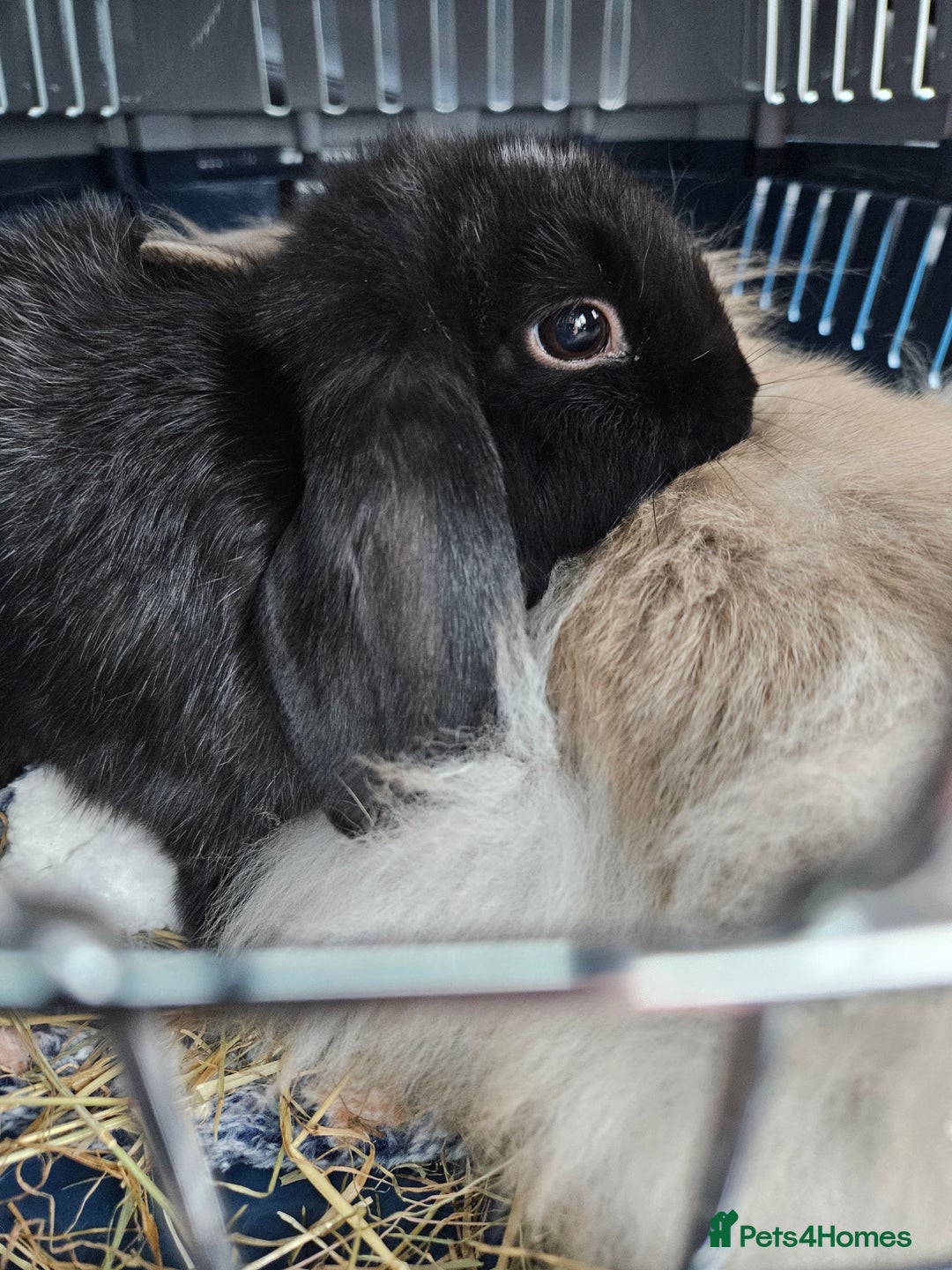 Mini Lion Lop rabbits for sale: Mini Lion & Mini Lop Rabbits 💙💙 - Advert 6