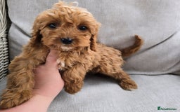 Cavapoo dogs for sale: Cavapoobabiesuk litter has arrived - Image 17