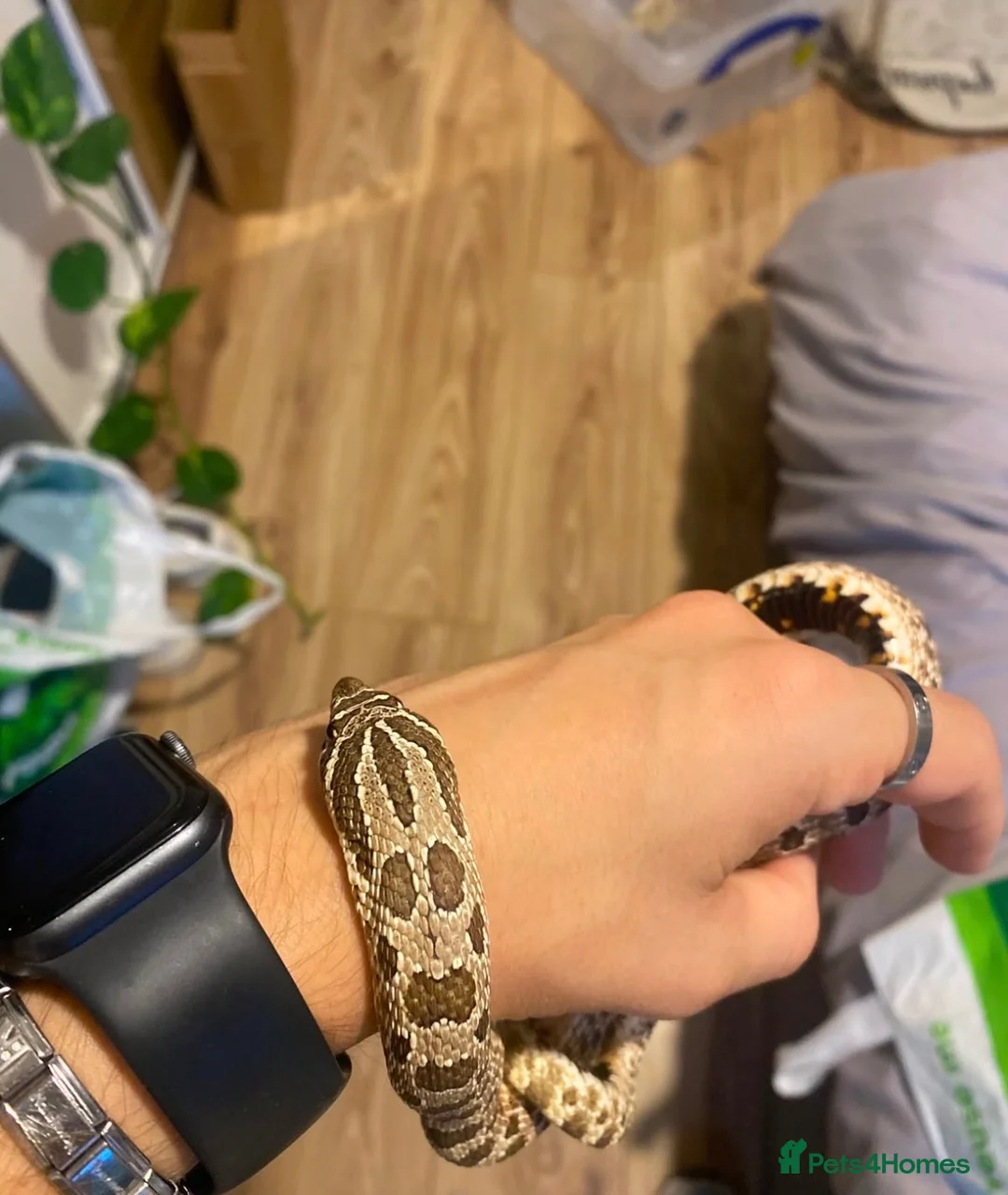 Snake reptiles for sale: Male western hognose and viv in Sunderland - Advert 2