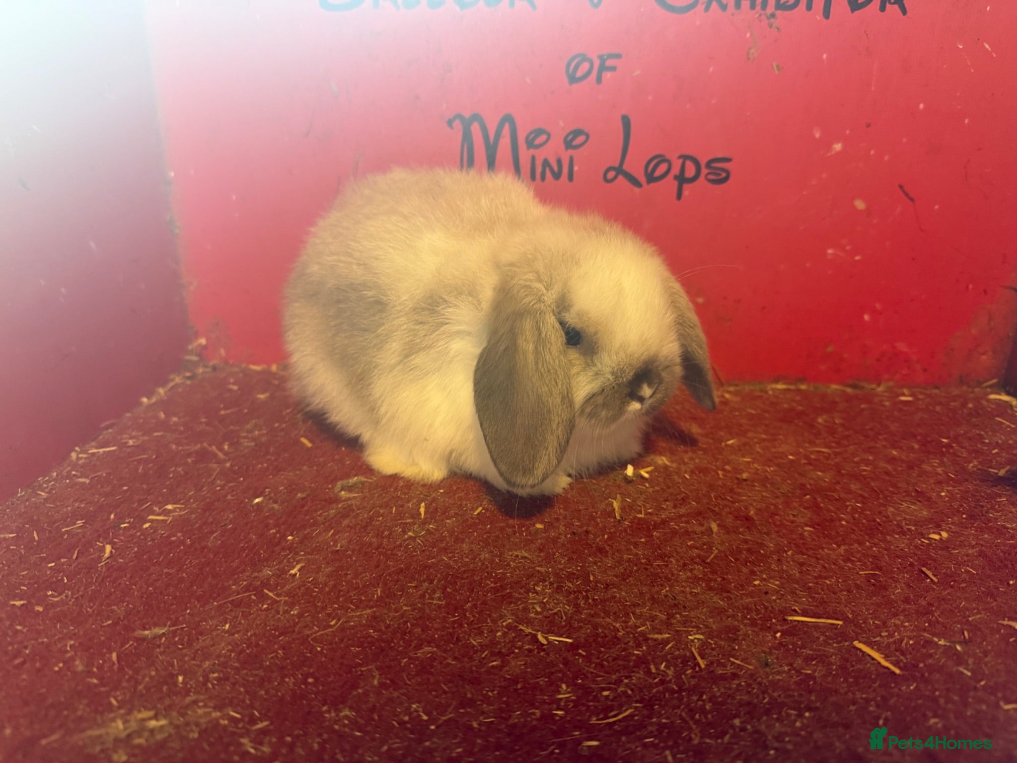 Mini Lop rabbits Mini lop baby rabbits ready now  - Advert 1