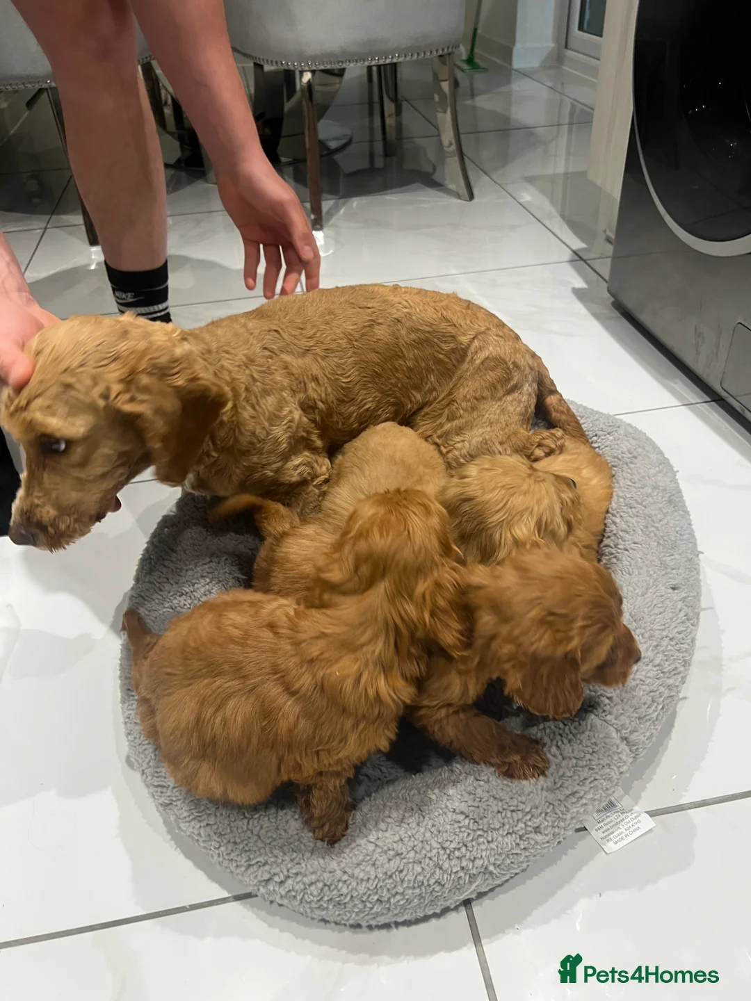 Cockapoo dogs for sale: 4 F1b cockapoo puppies - Advert 7