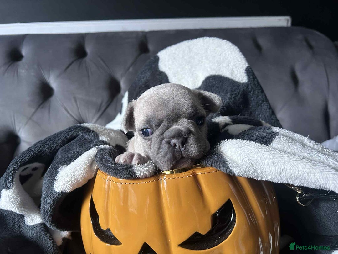 French Bulldog dogs for sale: French Bull Dog Puppies Bitches - Image 2