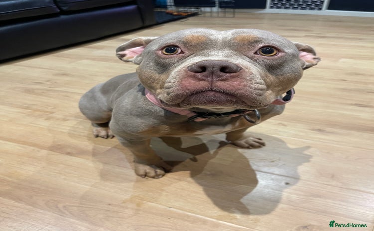 American Bully dogs - Advert 1