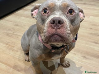 American Bully dogs 1 year old pocket bully - Advert 5