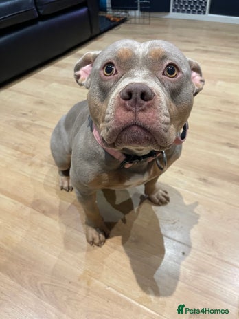 American Bully dogs - Advert 1