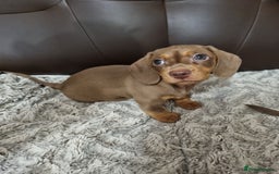 Miniature Dachshund dogs for sale: Adorable Miniature Dachshund Puppies - £750 each - Image 4