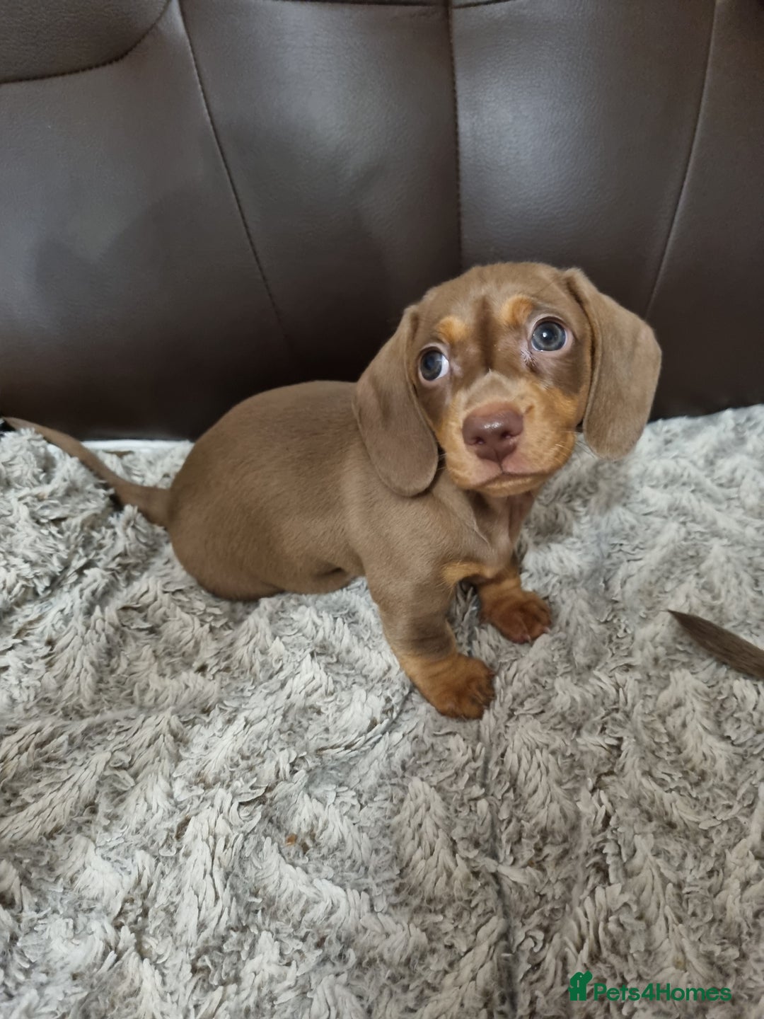 Miniature Dachshund dogs for sale: Adorable Miniature Dachshund Puppies - £750 each - Image 4