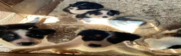 Border Collie dogs for sale: Stunning Border Collie Puppies in Honiton - Advert 7