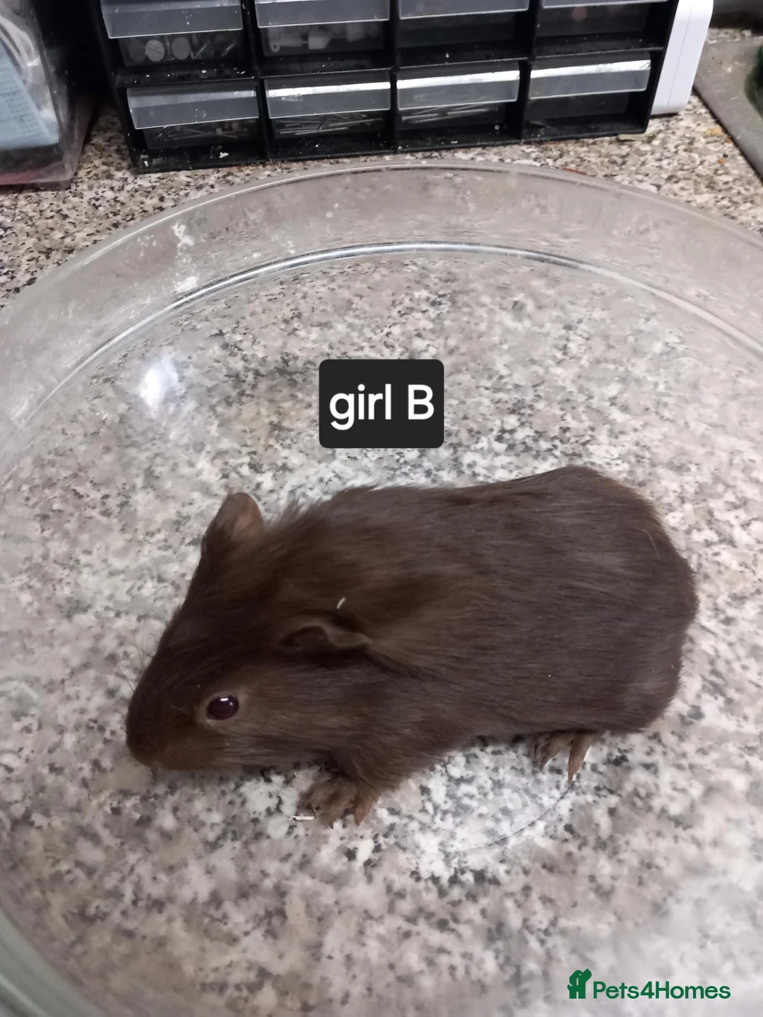 Guinea Pig rodents for sale: Baby guinea pigs ready now  - Advert 2
