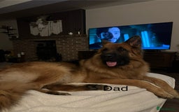 German Shepherd dogs for sale: Beautiful purebred German shepherd puppies - Image 6