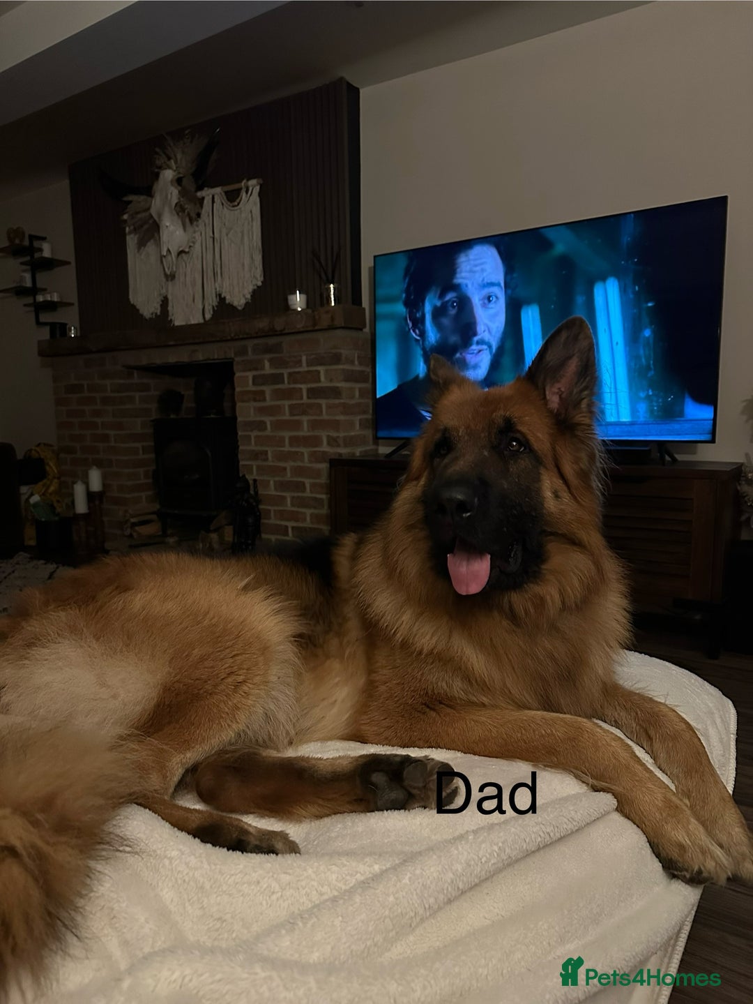 German Shepherd dogs for sale: Beautiful purebred German shepherd puppies - Image 6