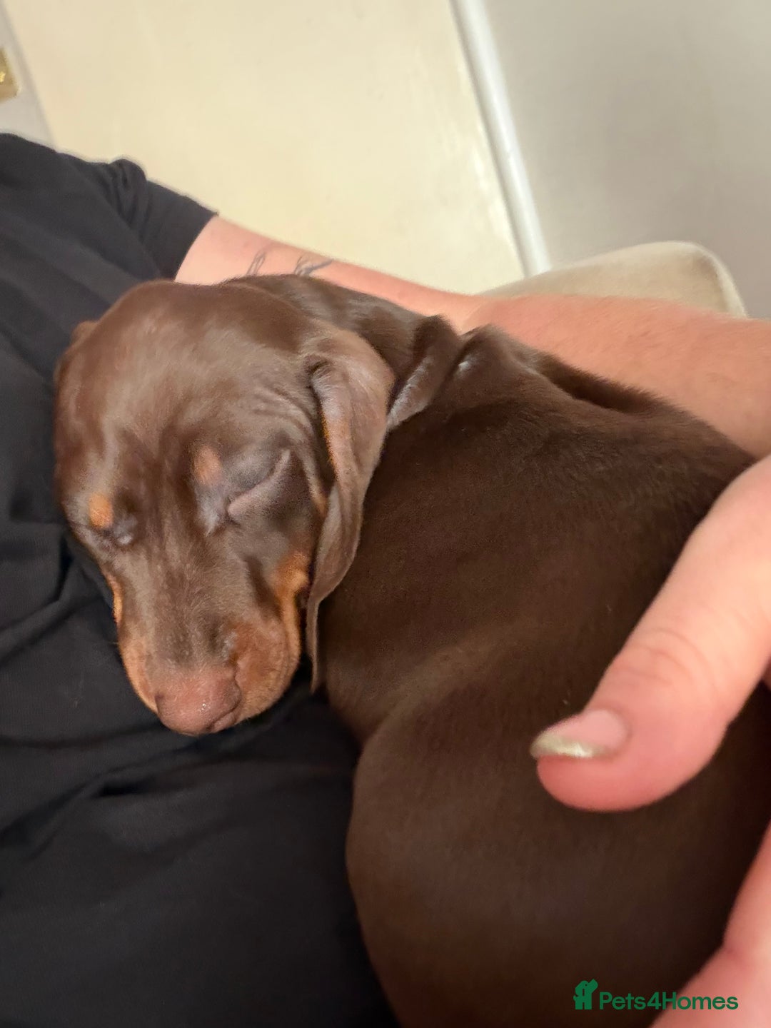 Miniature Dachshund dogs for sale: KC Registered Miniature Shorthaired Dachshund - Advert 28