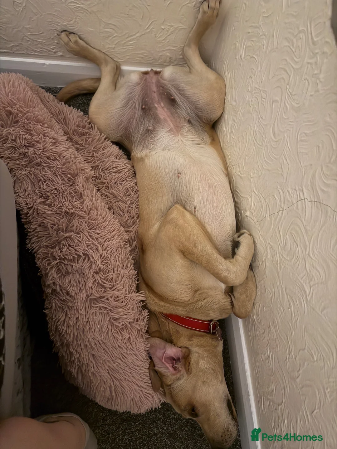 Labrador Retriever dogs for sale: 1 year old female labrador retriver - Advert 2