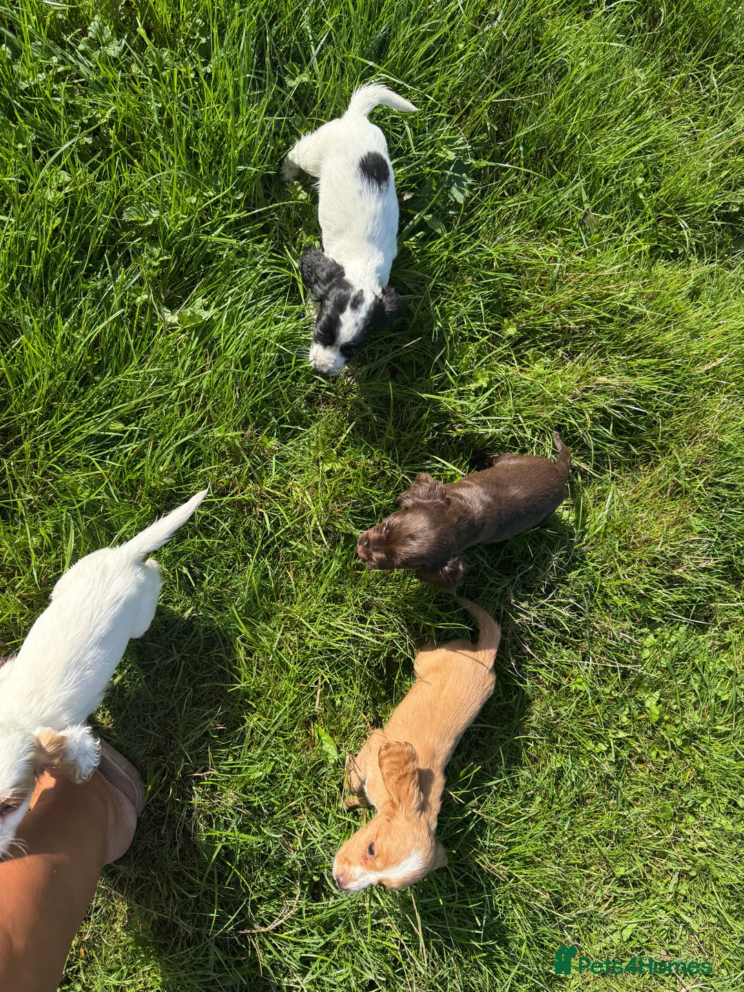 Cocker Spaniel dogs for sale: Worker cocker spaniel puppies for sale  - Image 3