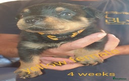 Rottweiler dogs for sale: Chunky big boned rottweilers  - Image 33