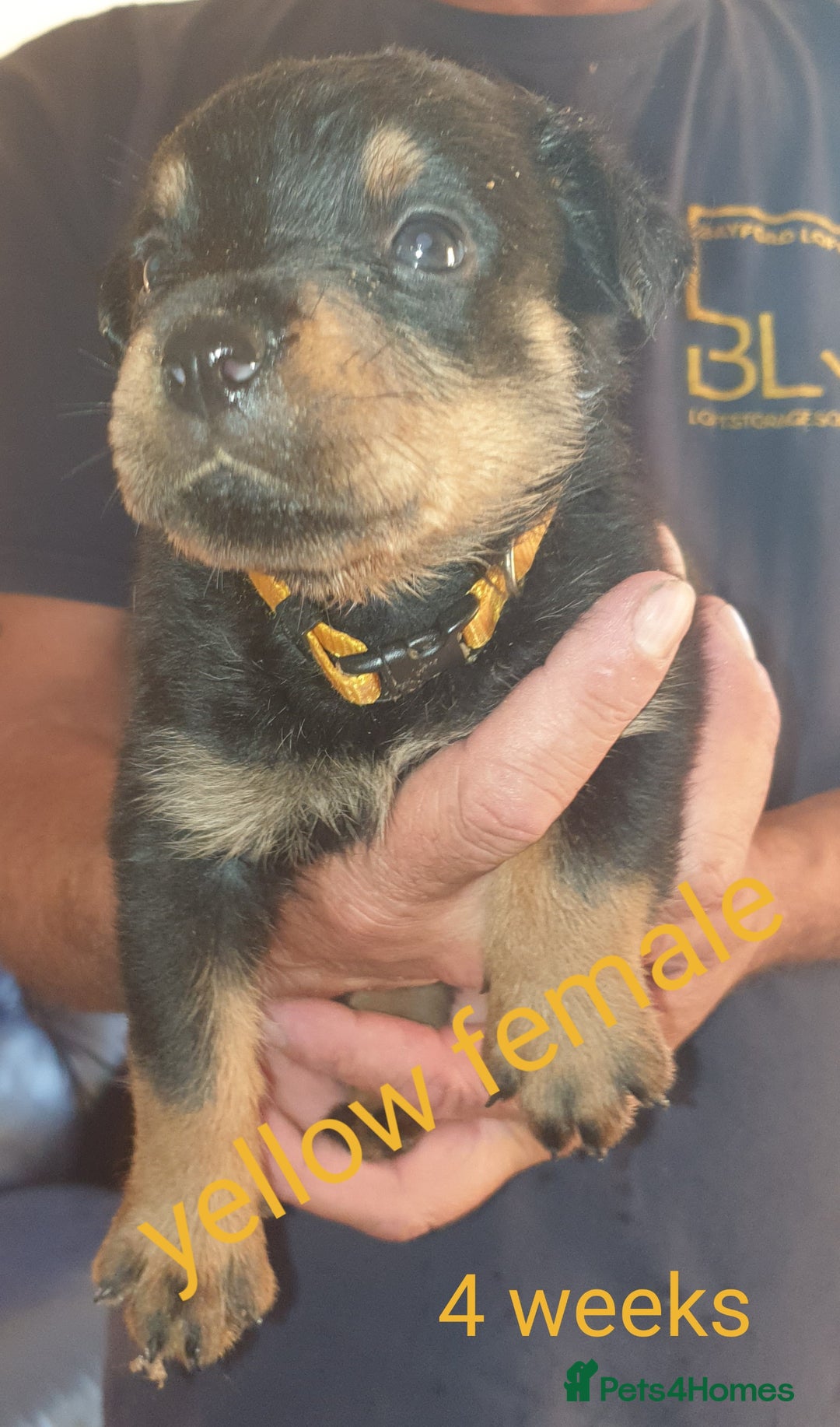 Rottweiler dogs for sale: Chunky big boned rottweilers  - Image 33