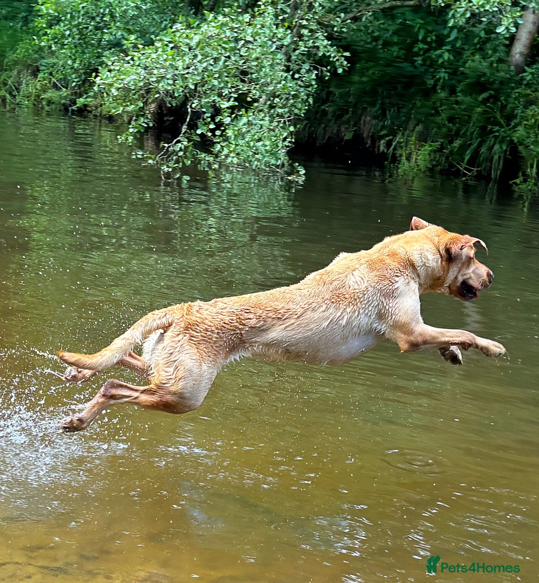 Labrador Retriever dogs for sale: WORMAGS KC REGISTERED LAST LABRADOR PUPPY - Image 14