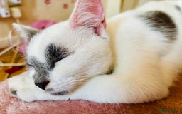 British Shorthair cats for sale: British Shorthair Cross (Half-Pedigree)  - Image 3