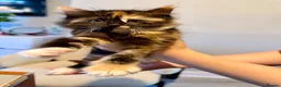 Mixed Breed cats for sale: Adorable fluffy tortoiseshell girl  - Advert 5