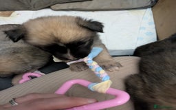 Shepsky dogs for sale: 3 Beautiful Female Bi-eyed Shepsky puppies  - Image 8