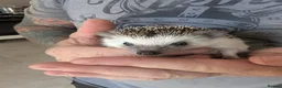 Pygmy Hedgehog rodents for sale: Male African Pygmy hedgehog  - Advert 8