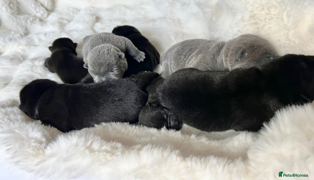 Mixed Breed dogs for sale: ChowPei Pups  - Image 6