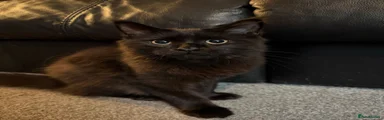 Kitten 3