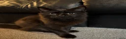Maine Coon cats for sale: Mainecoon x - Advert 6