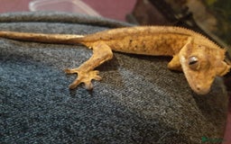 Gecko reptiles for sale: CRESTED GECKO BABIES  - Image 2