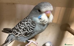 Budgerigars birds for sale: Budgies for sale, all in good health - Image 8