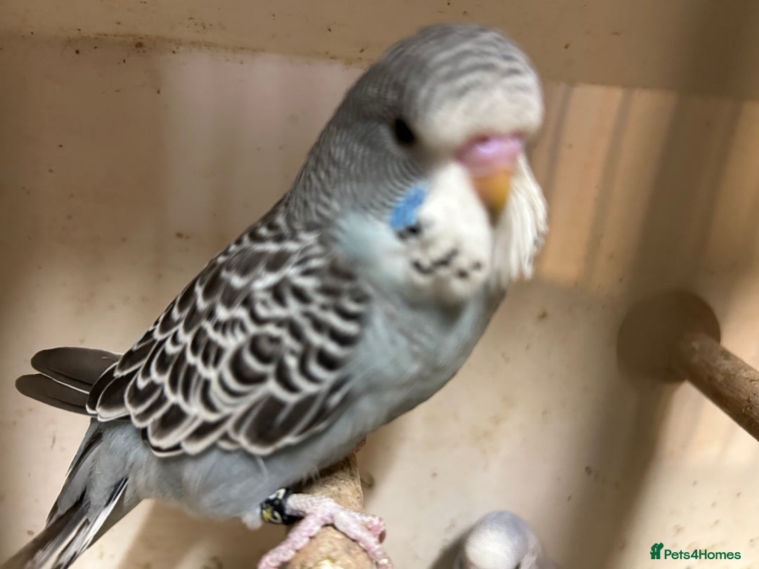 Budgerigars birds for sale: Budgies for sale, all in good health - Image 8