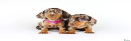 Miniature Dachshund dogs for sale: Short Haired miniature dachshund Puppy’s  - Advert 7