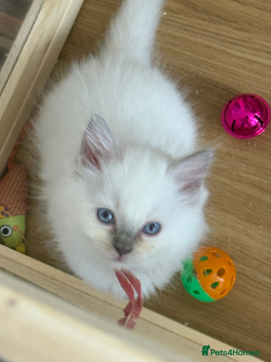 Ragdoll cats for sale: Gccf registered ragdoll kittens  - Image 25
