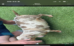 Miniature Dachshund dogs for sale: Izzabella mini dashaunds  - Image 7