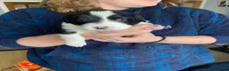 Mixed Breed dogs for sale: The cutest things looking for loving homes in Fraserburgh - Advert 5