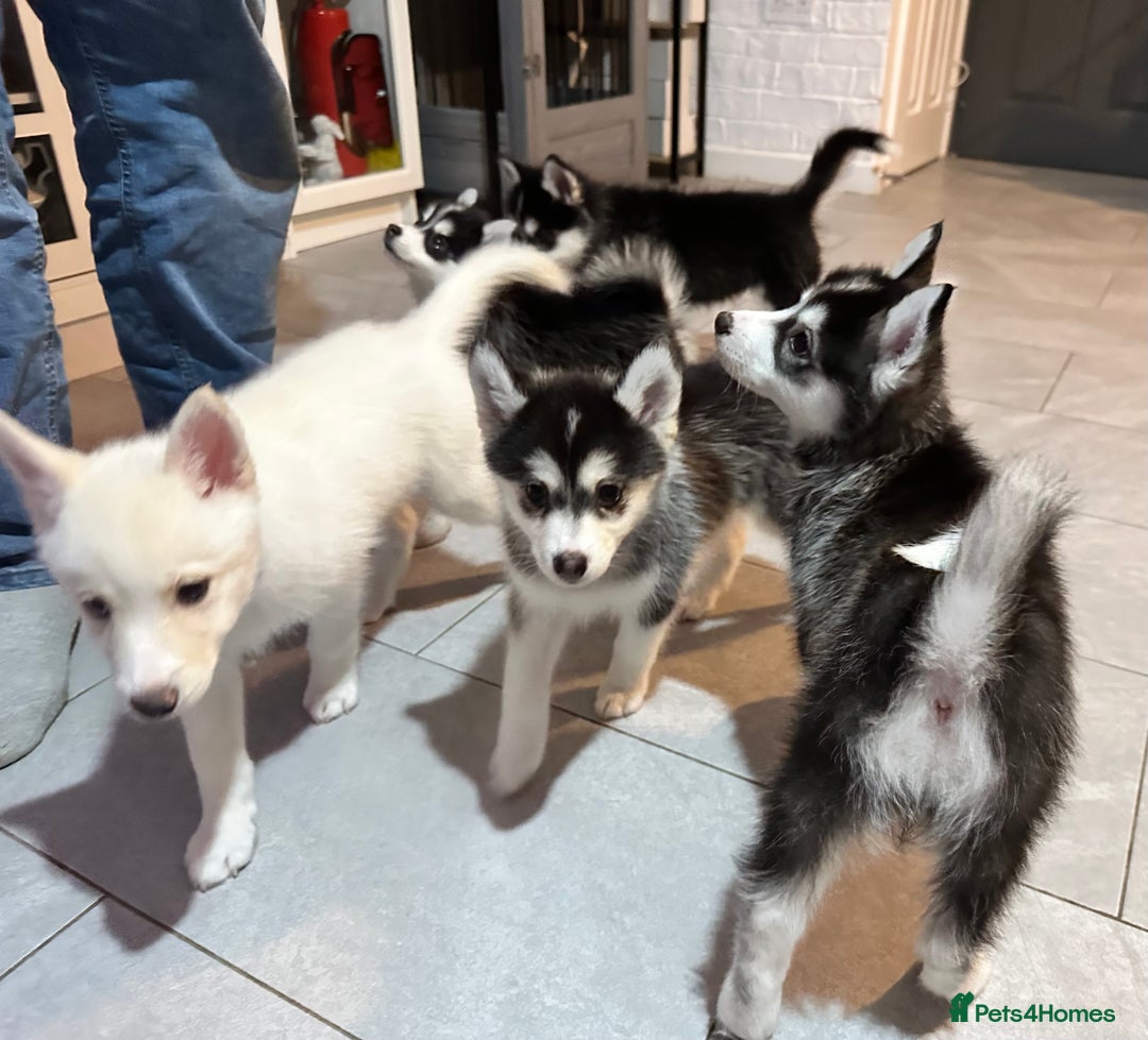 Pomsky dogs for sale: READY SMALL F4 POMSKY - Advert 7