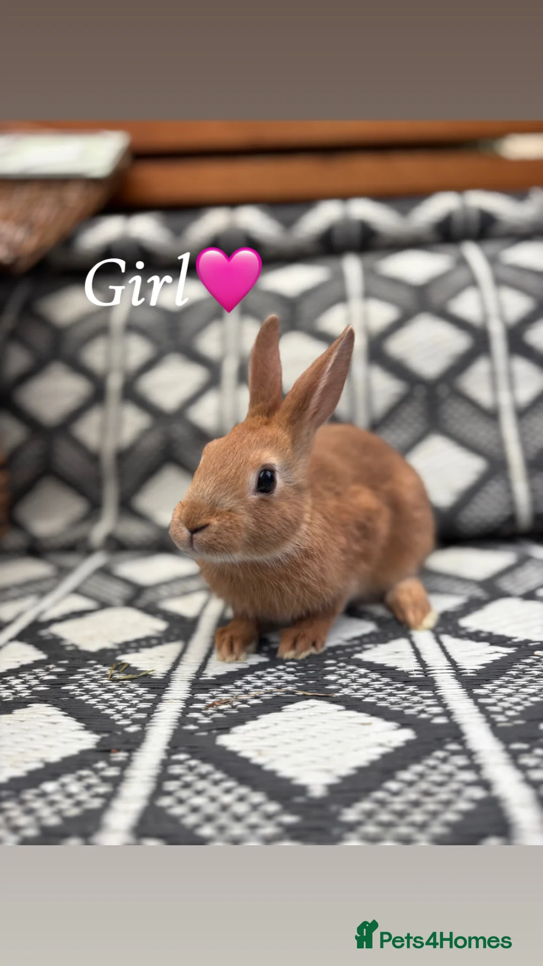 Mixed Breed rabbits for sale: Belgian hare x 3/4 Belgian hare - Advert 8