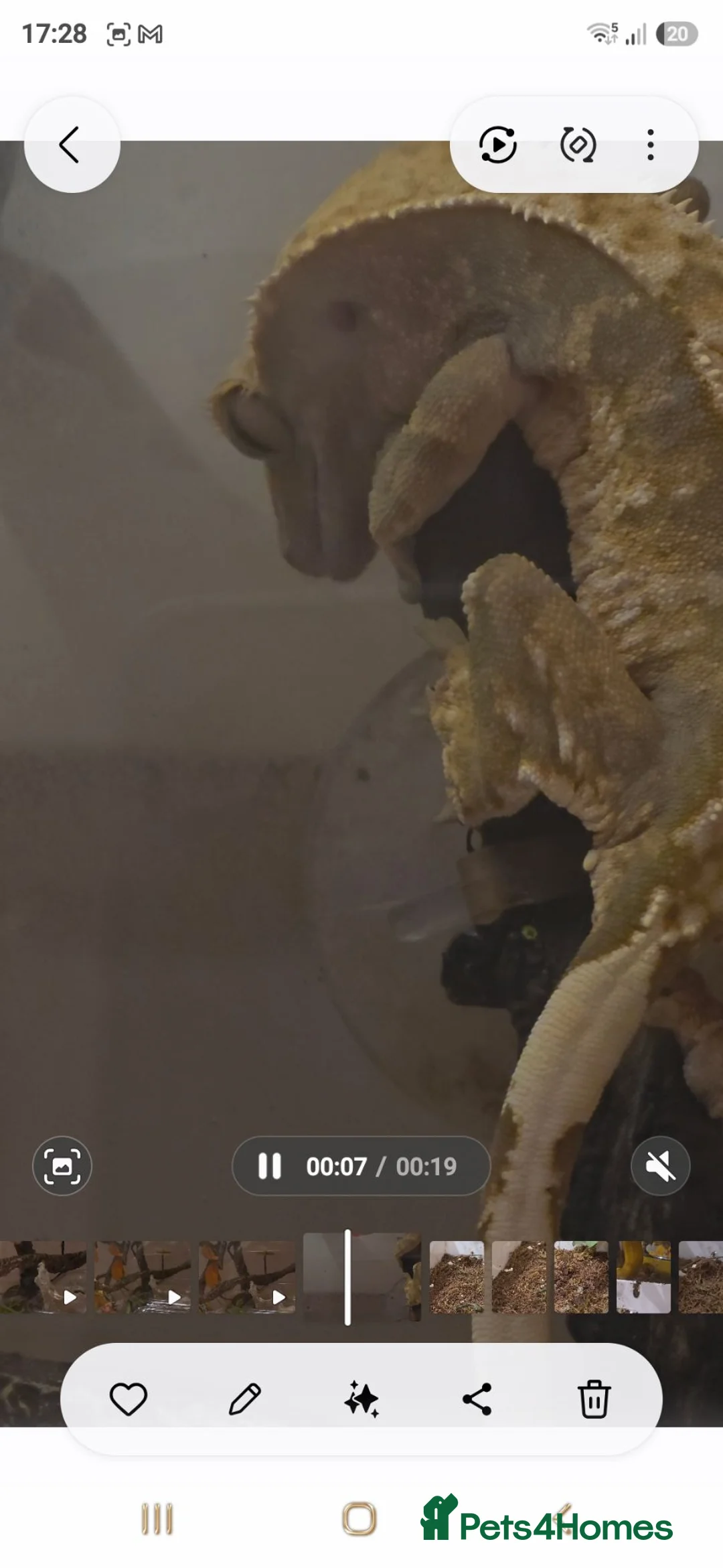 Gecko reptiles for sale: Female crested gecko and enclosure  - Advert 2