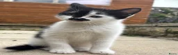 Mixed Breed cats for sale: 2 Gorgeous Ragdoll Cross Kittens  - Advert 8