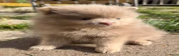 Pomeranian dogs for sale: Pomeranian girls lilac and tan  - Advert 7