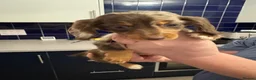 Dachshund dogs for sale: Miniature Dachshund puppies  - Advert 18