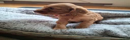 Cockapoo dogs for sale: F1b Cockapoo puppies - Advert 29