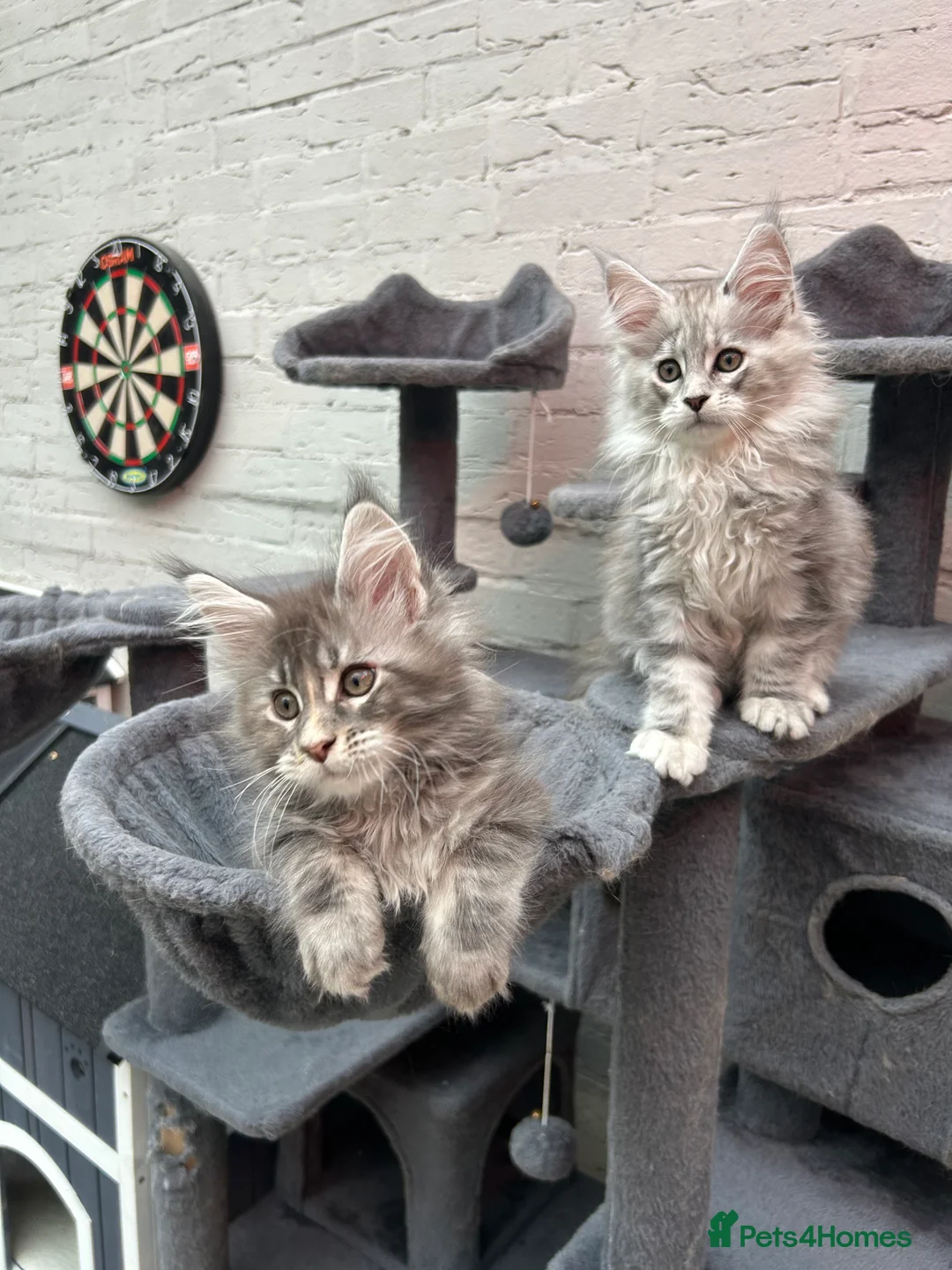 Maine Coon cats for sale: TICA reg Pedigree Maine Coon Kittens  - Advert 6