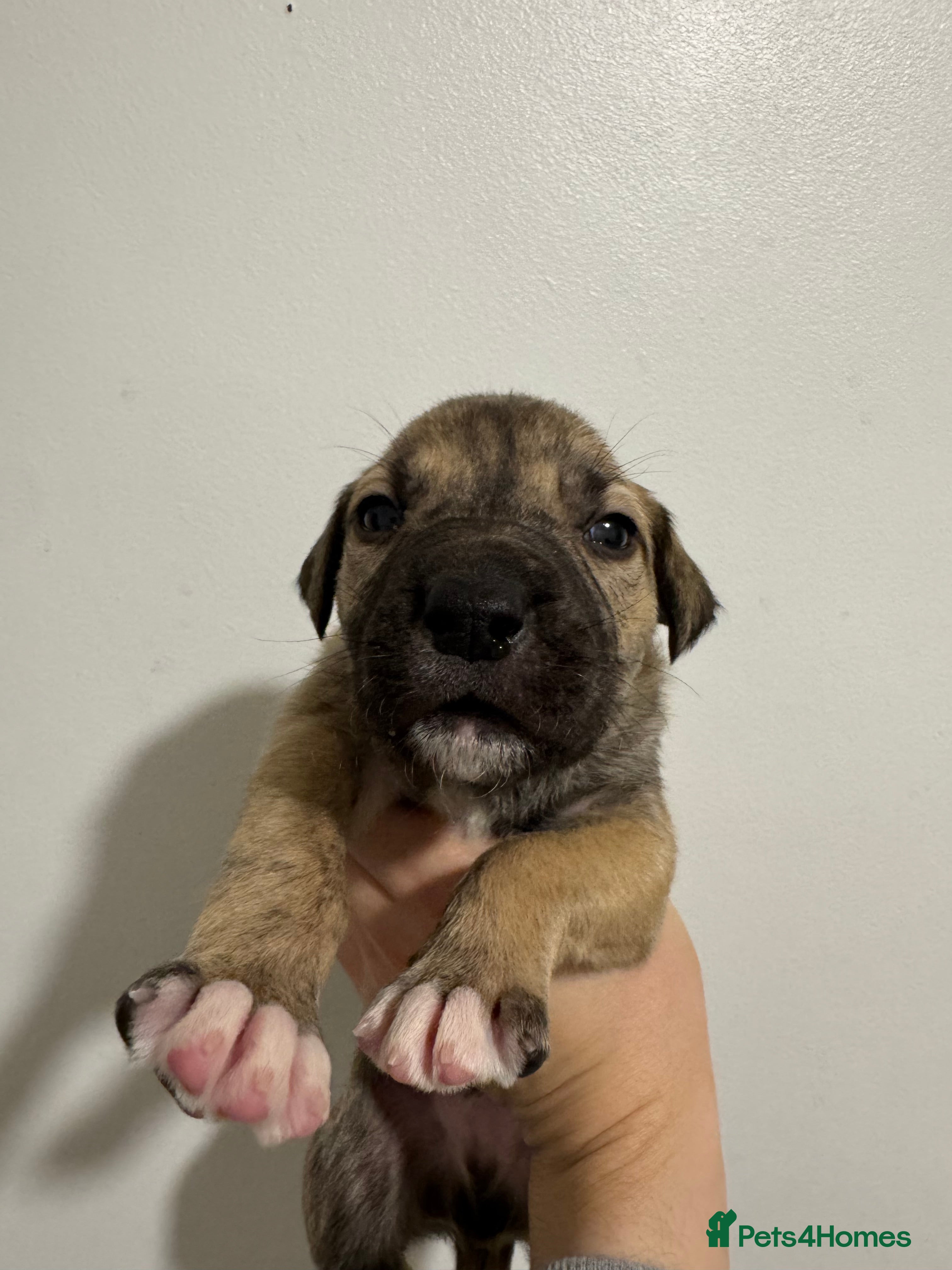 Mixed Breed dogs 1 mixed breed puppies for sale  - Advert 1