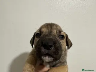 Mixed Breed dogs 1 mixed breed puppies for sale - Advert 1